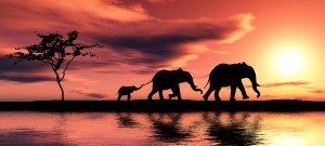follow elephants lead to be cancer free. HappySexyLove.com
